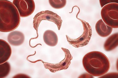 Trypanosoma brucei parazit