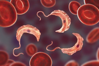 Trypanosoma brucei parazit