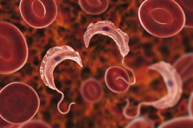Trypanosoma brucei parazit