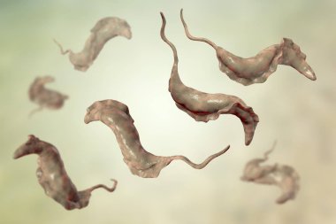 Trypanosoma cruzi parazitler
