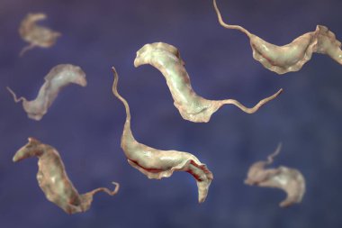 Trypanosoma cruzi parazitler