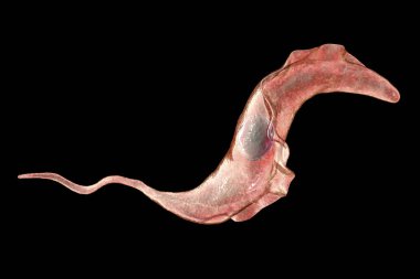 Trypanosoma cruzi parazit