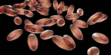 Veba bakteri Yersinia pestis