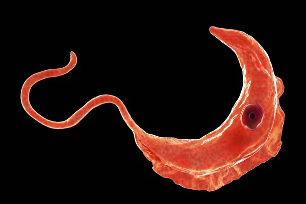 Trypanosoma brucei parásito —  Fotos de Stock