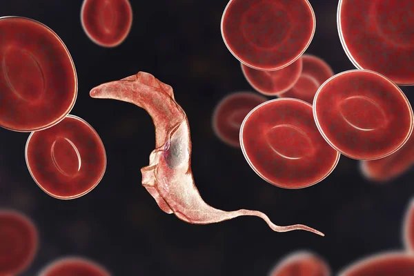 Παράσιτο Trypanosoma cruzi — Φωτογραφία Αρχείου