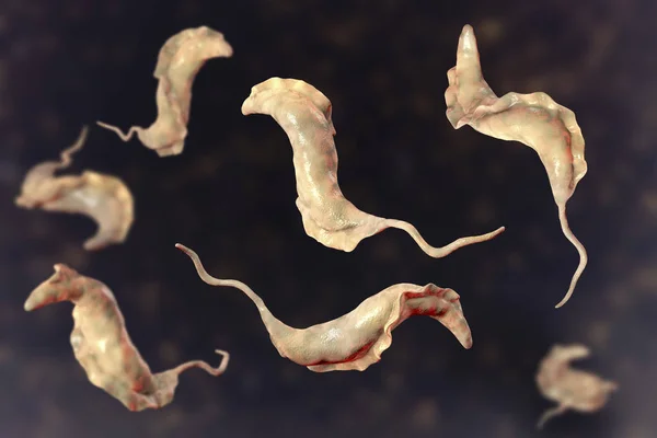 Trypanosoma cruzi parpettes — стоковое фото