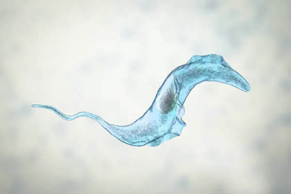 Trypanosoma cruzi паразита — стокове фото