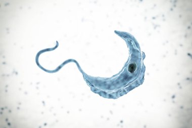 Trypanosoma brucei parazit