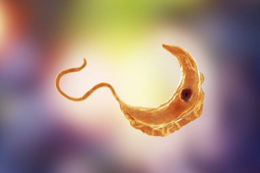 Trypanosoma brucei parazit