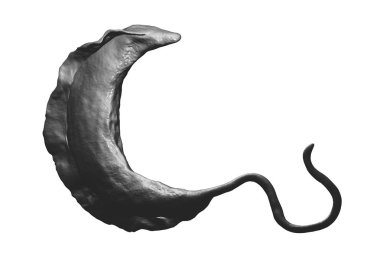 Trypanosoma brucei parazit
