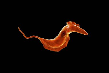 Trypanosoma cruzi parazit
