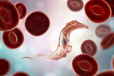 Trypanosoma cruzi parazit