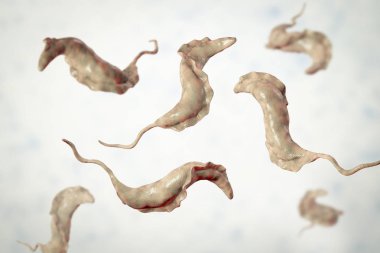 Trypanosoma cruzi parazitler