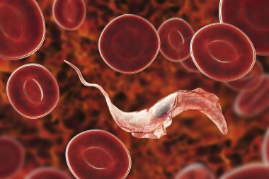 Trypanosoma cruzi parazit