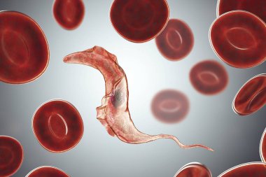 Trypanosoma cruzi parazit