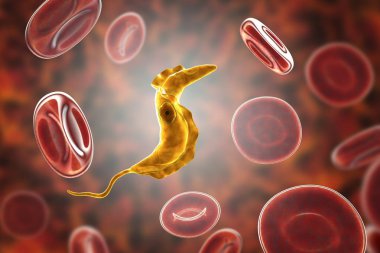 Trypanosoma cruzi parazit