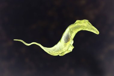 Trypanosoma cruzi parazit
