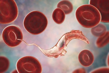 Trypanosoma cruzi parazit