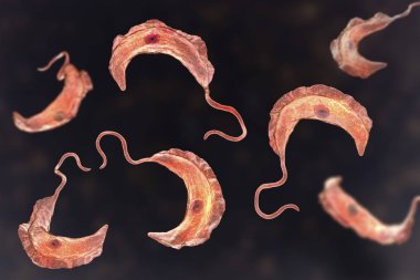 Trypanosoma brucei parazitler