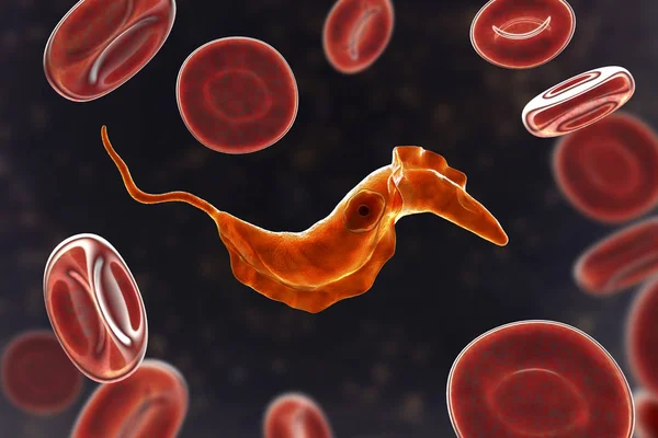 Trypanosoma cruzi parasiet — Stockfoto