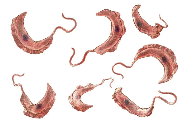 Trypanosoma brucei parazitler — Stok fotoğraf