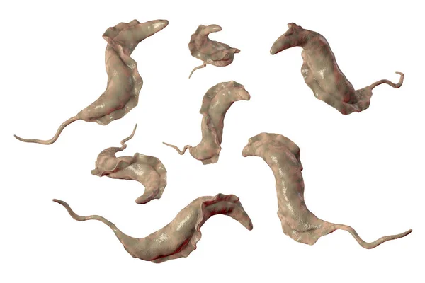 Trypanosoma cruzi παράσιτα — Φωτογραφία Αρχείου