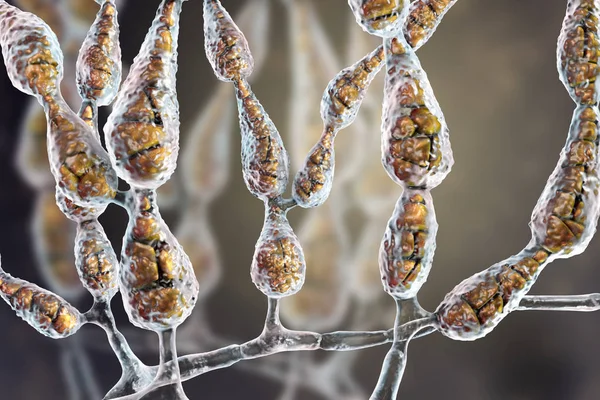 Mögel Alternaria alternata, allergisk svamp — Stockfoto