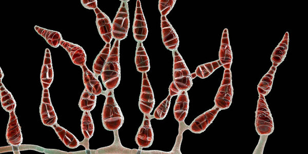 Mold Alternaria alternata, allergic fungus