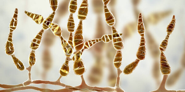 Mold Alternaria alternata, allergic fungus