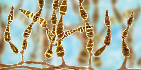 Mold Alternaria alternata, allergic fungus