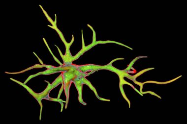 Astrocyte, bir beyin glial hücre