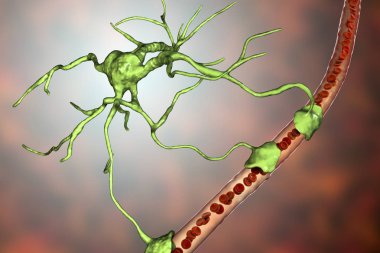 Astrosit ve kan damar