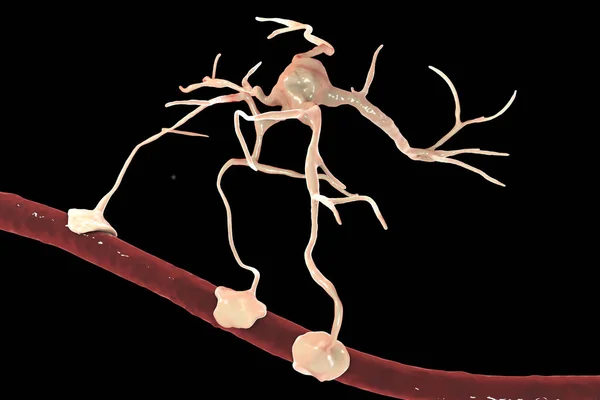 Astrocitos y vasos sanguíneos — Foto de Stock