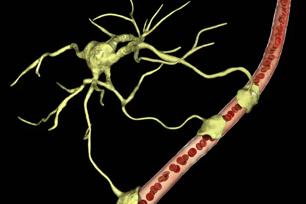 星形细胞和血管 — 图库照片