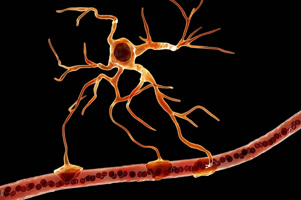 Astrocitos y vasos sanguíneos —  Fotos de Stock