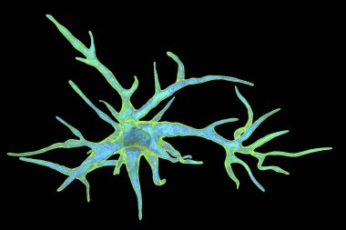 Astrocyte, bir beyin glial hücre