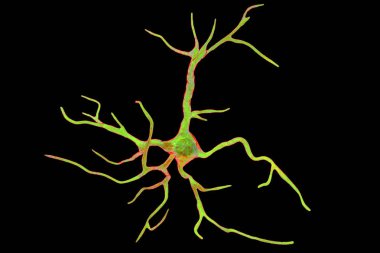 Astrocyte, bir beyin glial hücre