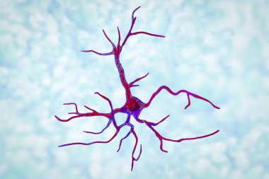 Astrocyte, bir beyin glial hücre