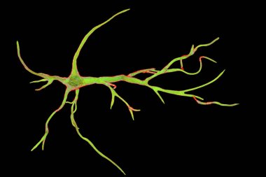 Astrocyte, bir beyin glial hücre