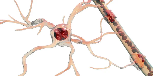 Astrocitos y vasos sanguíneos — Foto de Stock