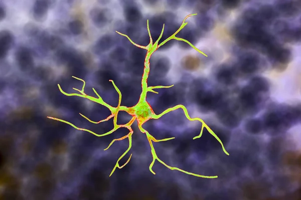 Astrocyte, a brain glial cell — Stock Photo, Image