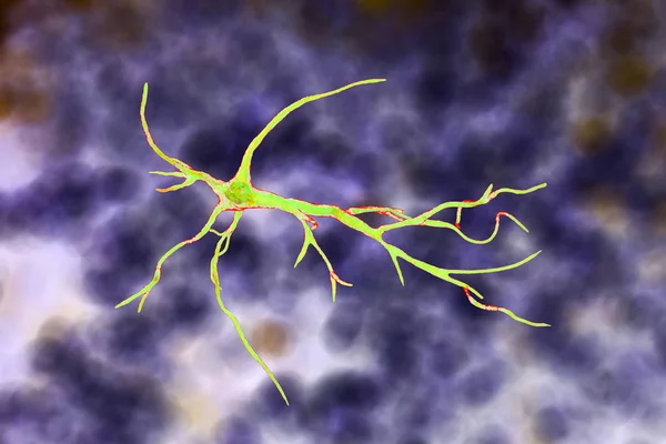 Astrocyte, une cellule gliale du cerveau — Photo