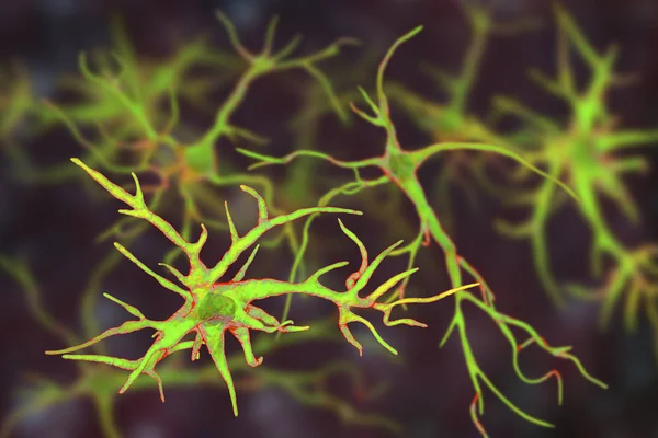 Astrocitos, células gliales cerebrales —  Fotos de Stock