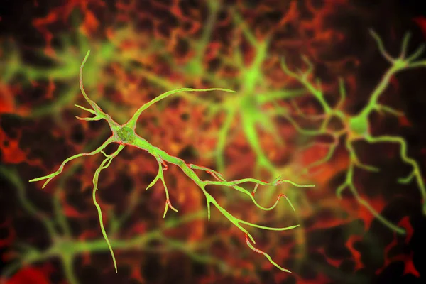 Astrocytes, brain glial cells — Stock Photo, Image