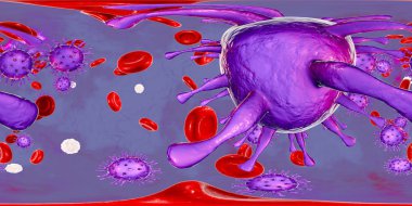 Cytomegaloviruses CMV in human blood clipart