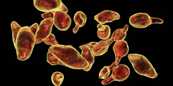 Bacteria Mycoplasma genitalium — Stock Photo, Image