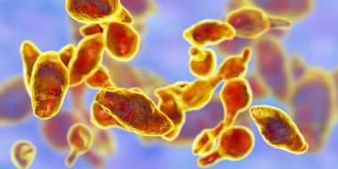 Bakteriler Mycoplasma genitalium