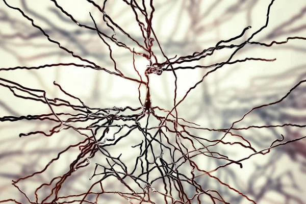 Neurônios piramidais, células cerebrais humanas — Fotografia de Stock