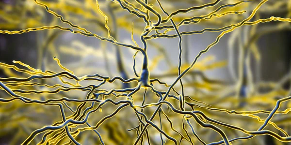 Пирамидальные нейроны, клетки мозга человека — стоковое фото