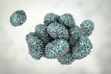 Stachybotrys chartarum kalıp Sporları